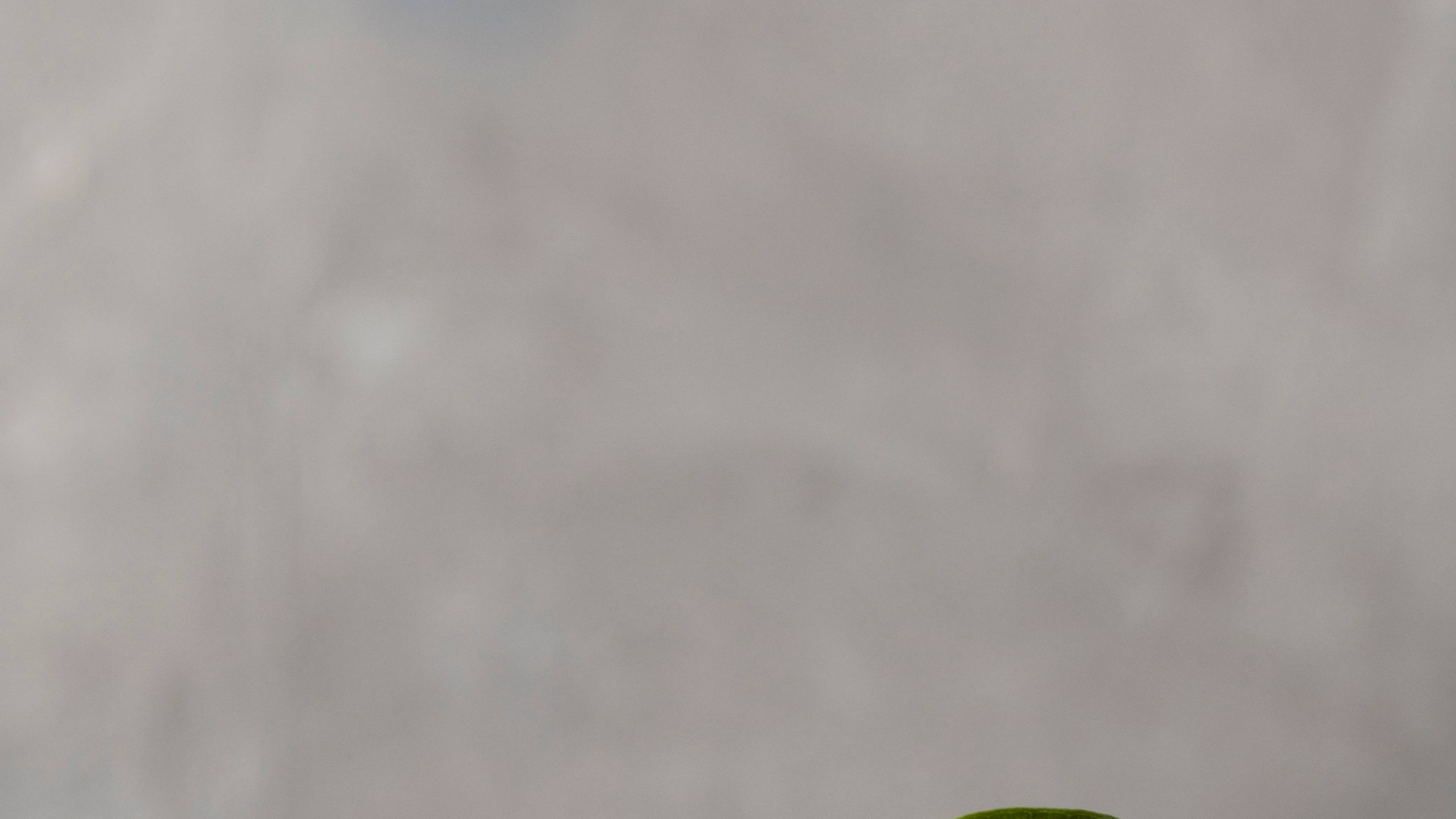A glass with coins and a seedling growing on top.
