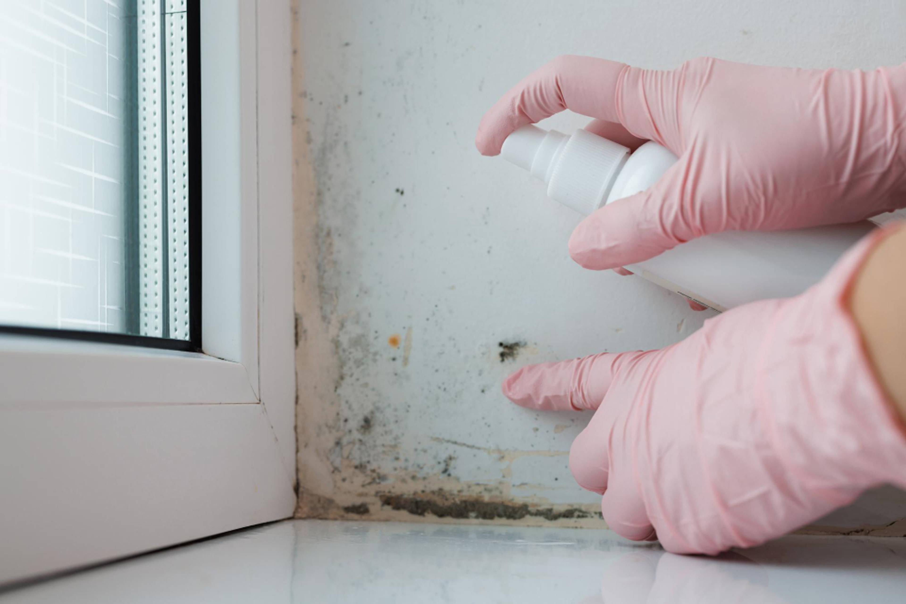 Someone cleaning mould near a window