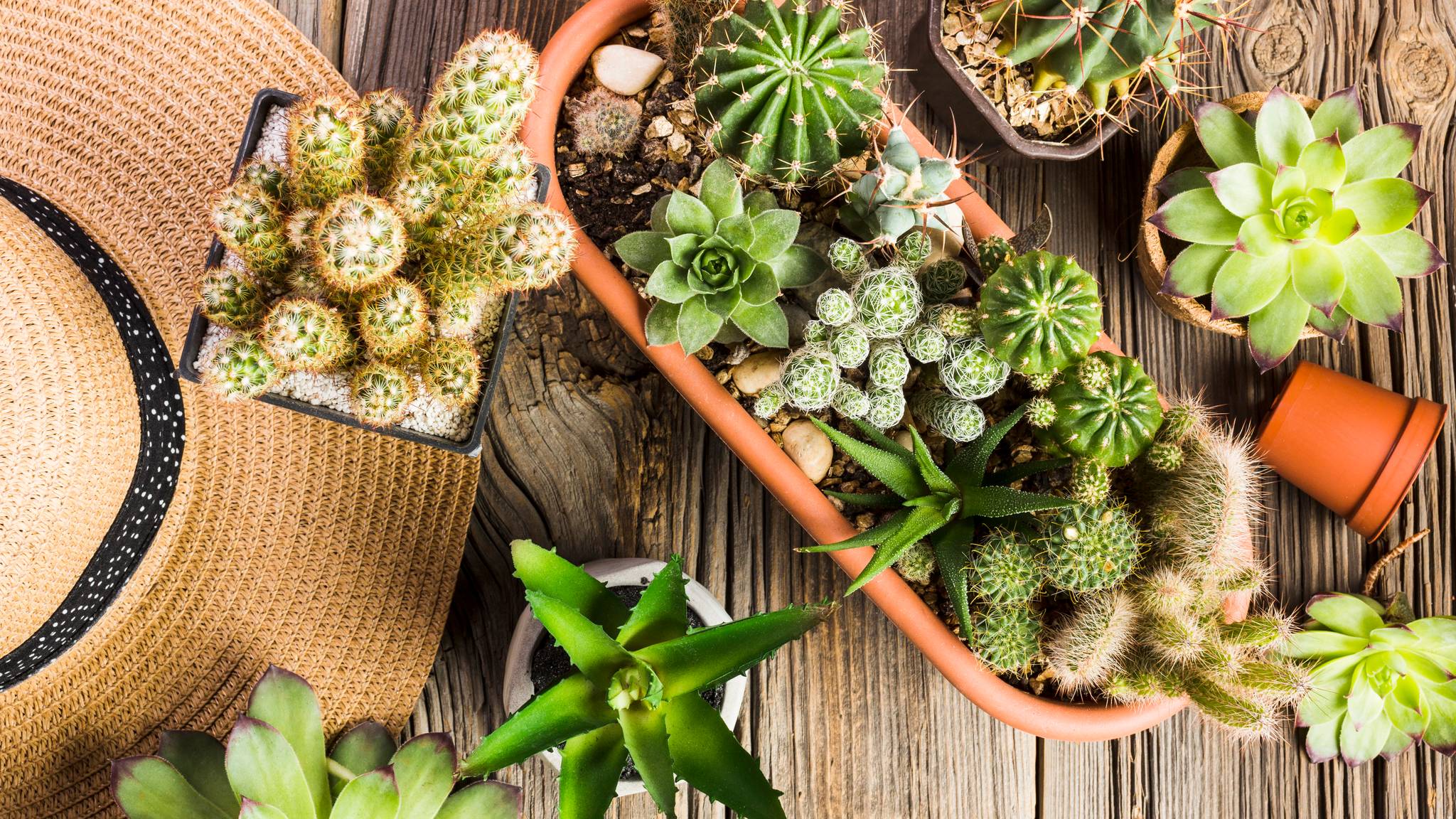 Top view of several succulents.