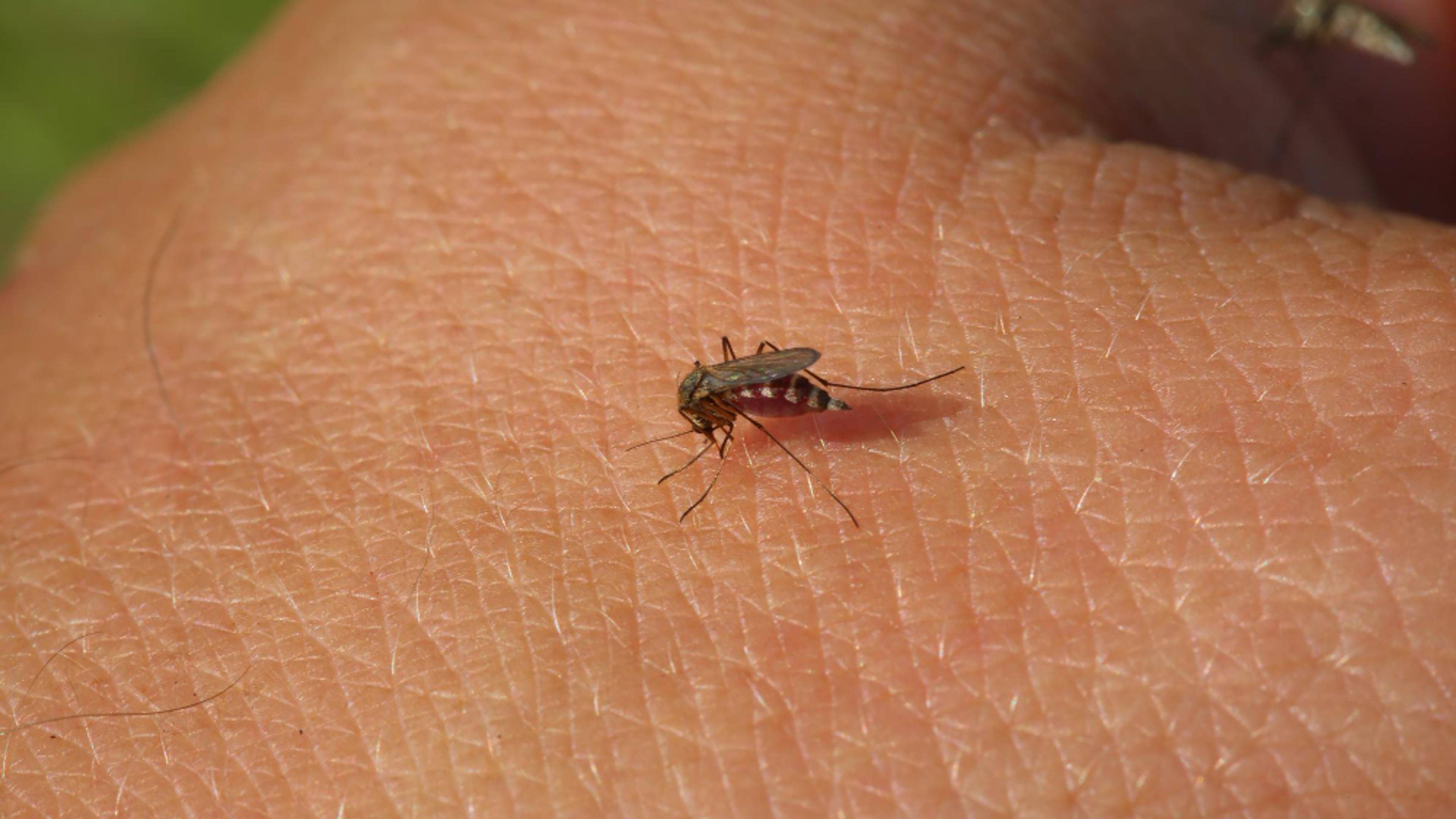 Hand with a small bug on it