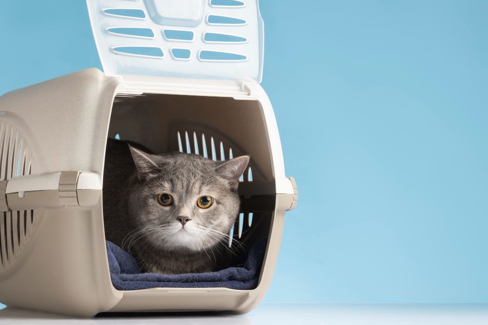 cat in carrier