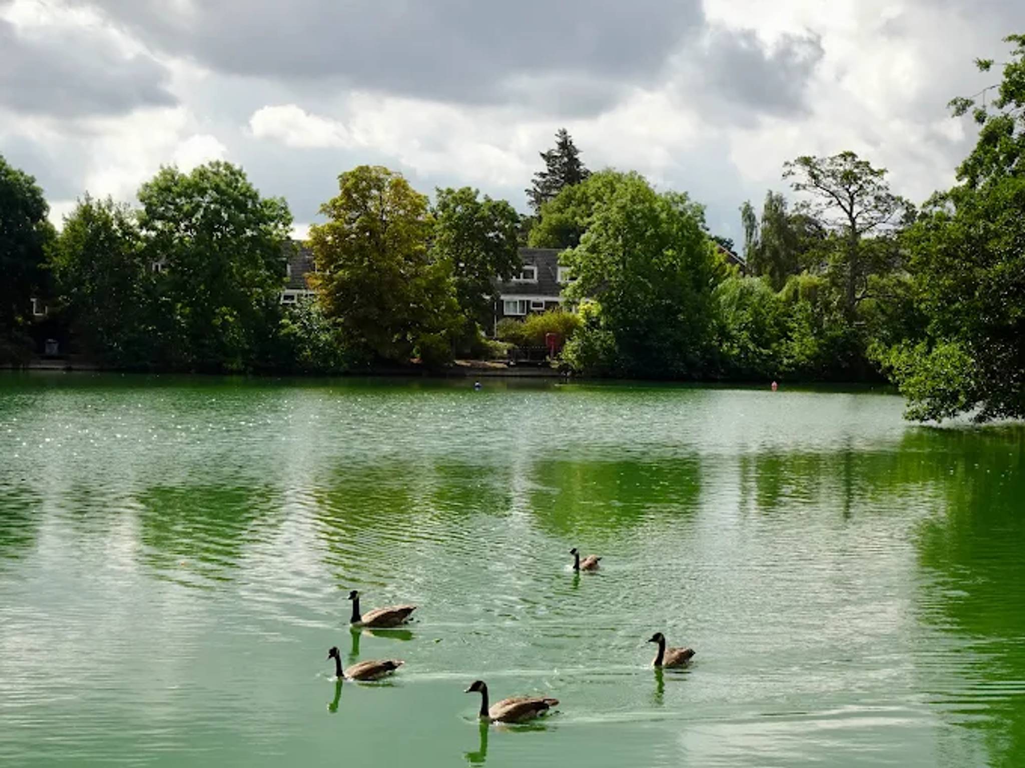 South Norwood Lake and Grounds