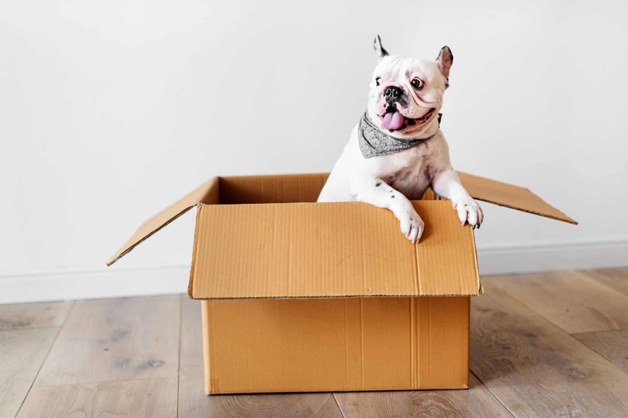 french bulldog in cardboard box