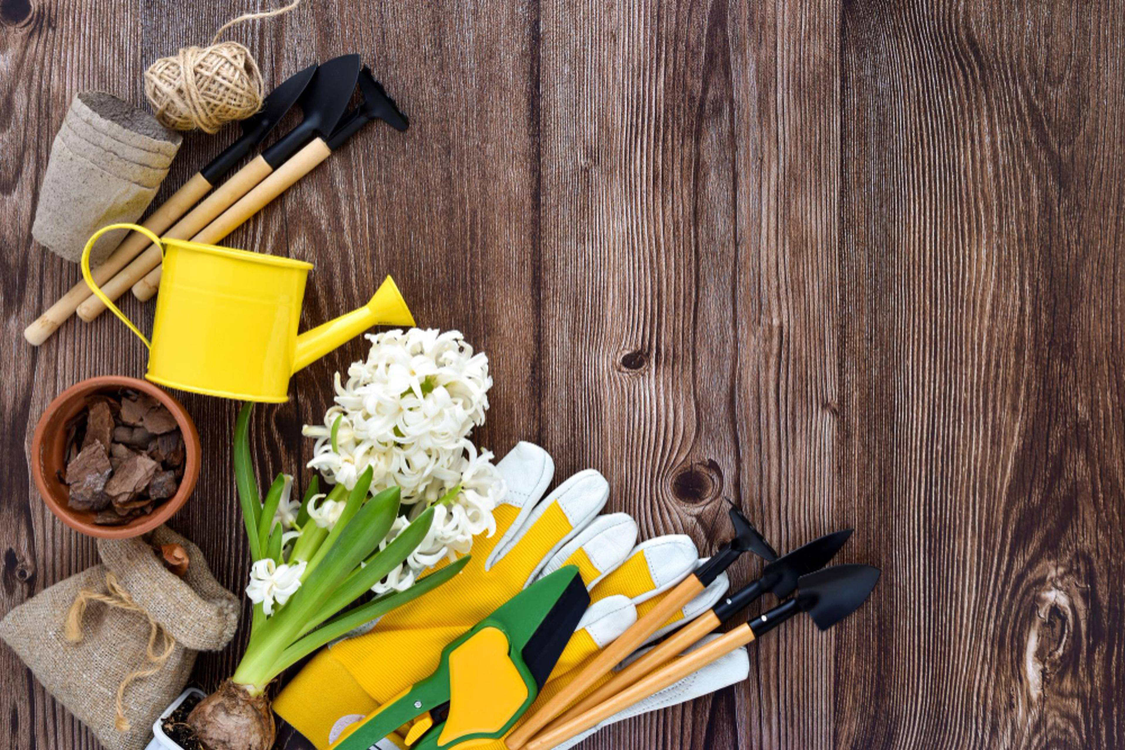 A group of gardening tools, coming out from the corner of the photo.