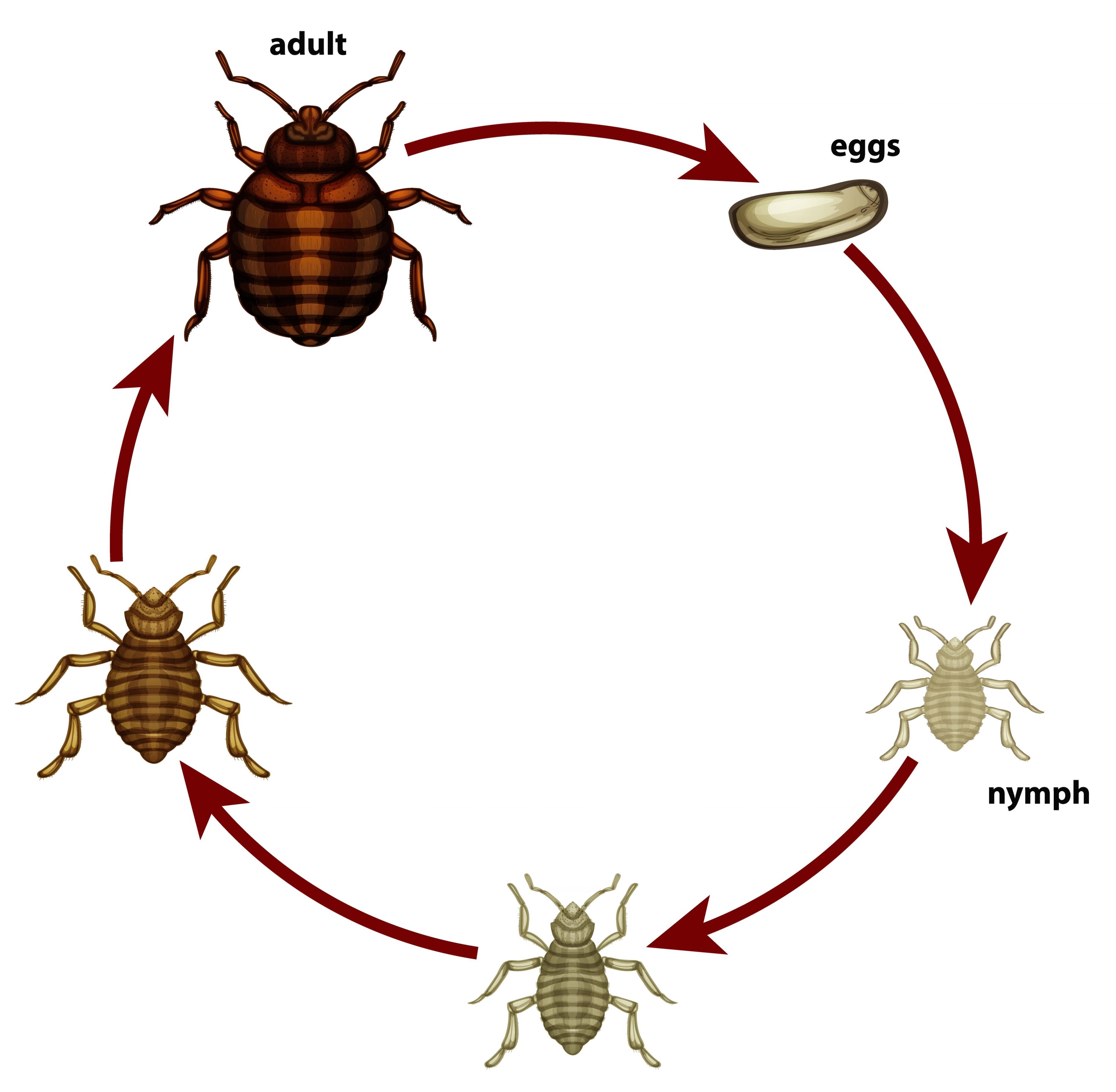 bed bug lifecycle