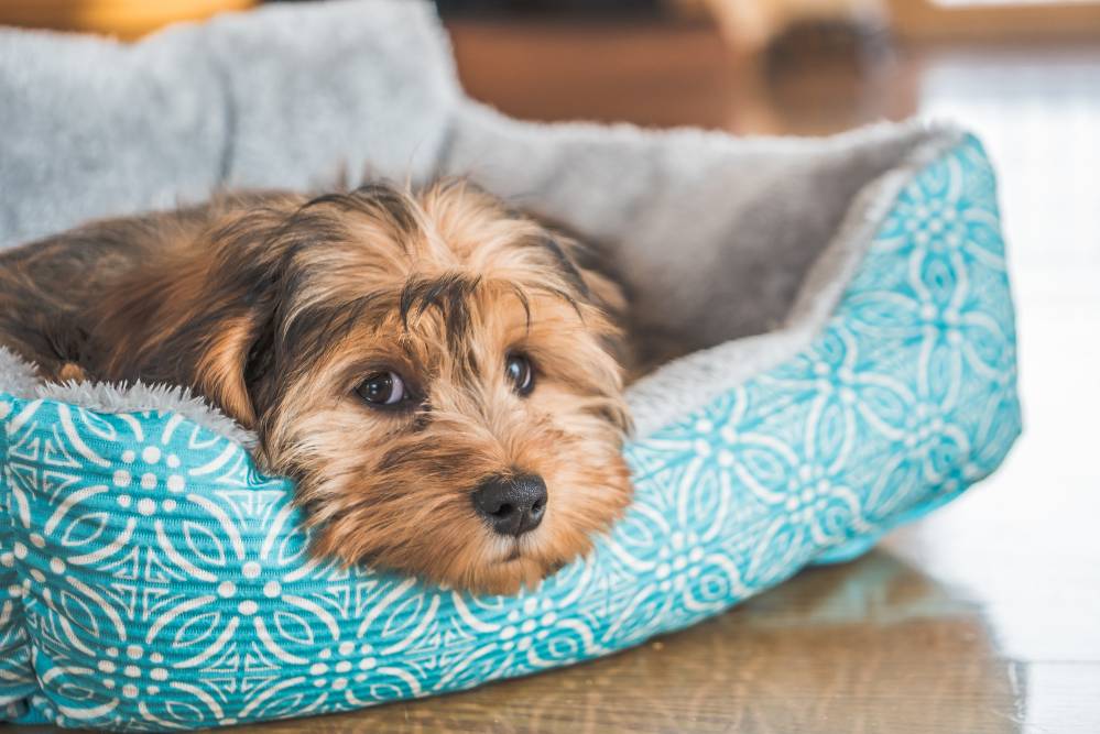 dog on dog bed