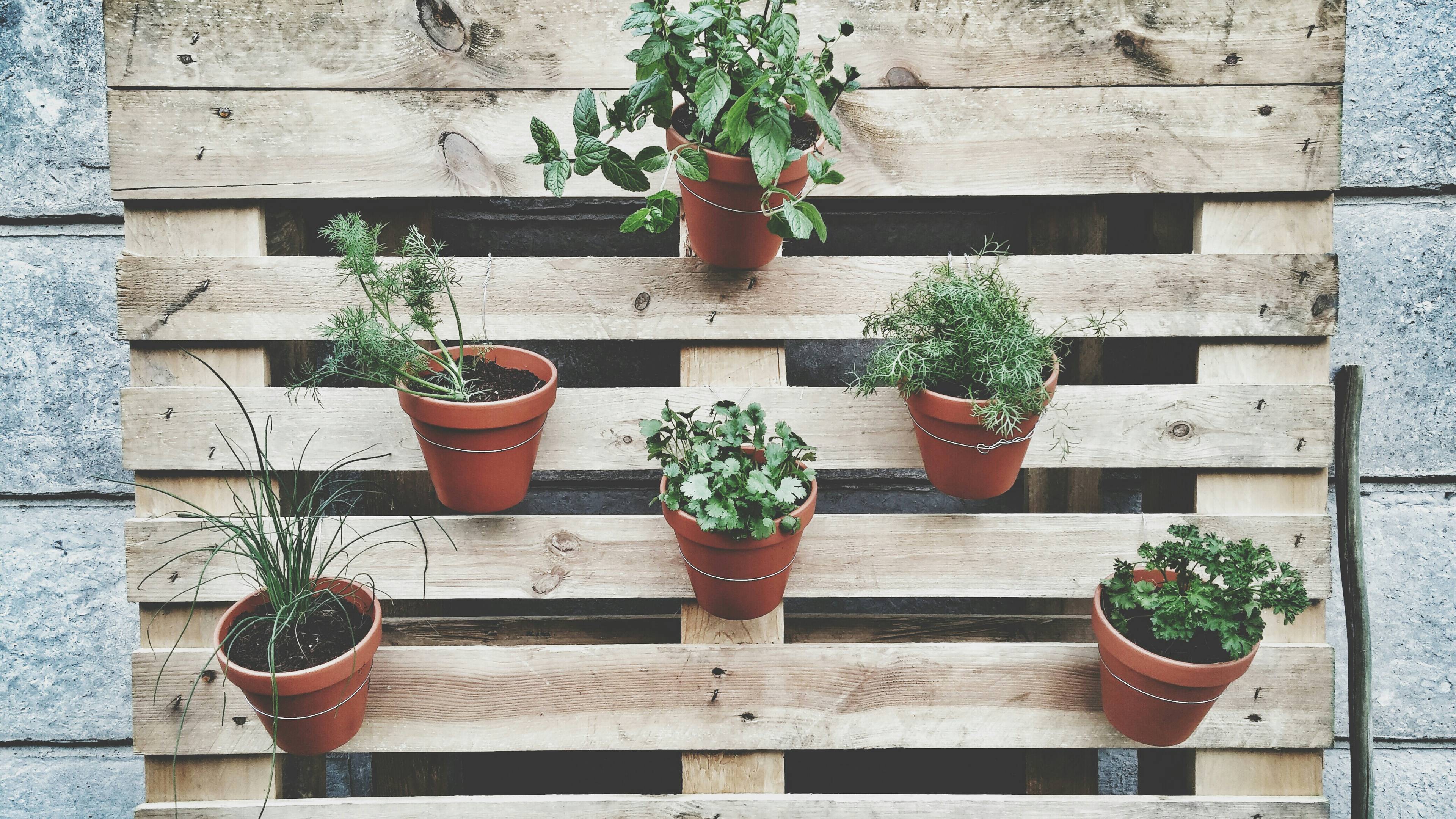 Potted plants on wooden grate