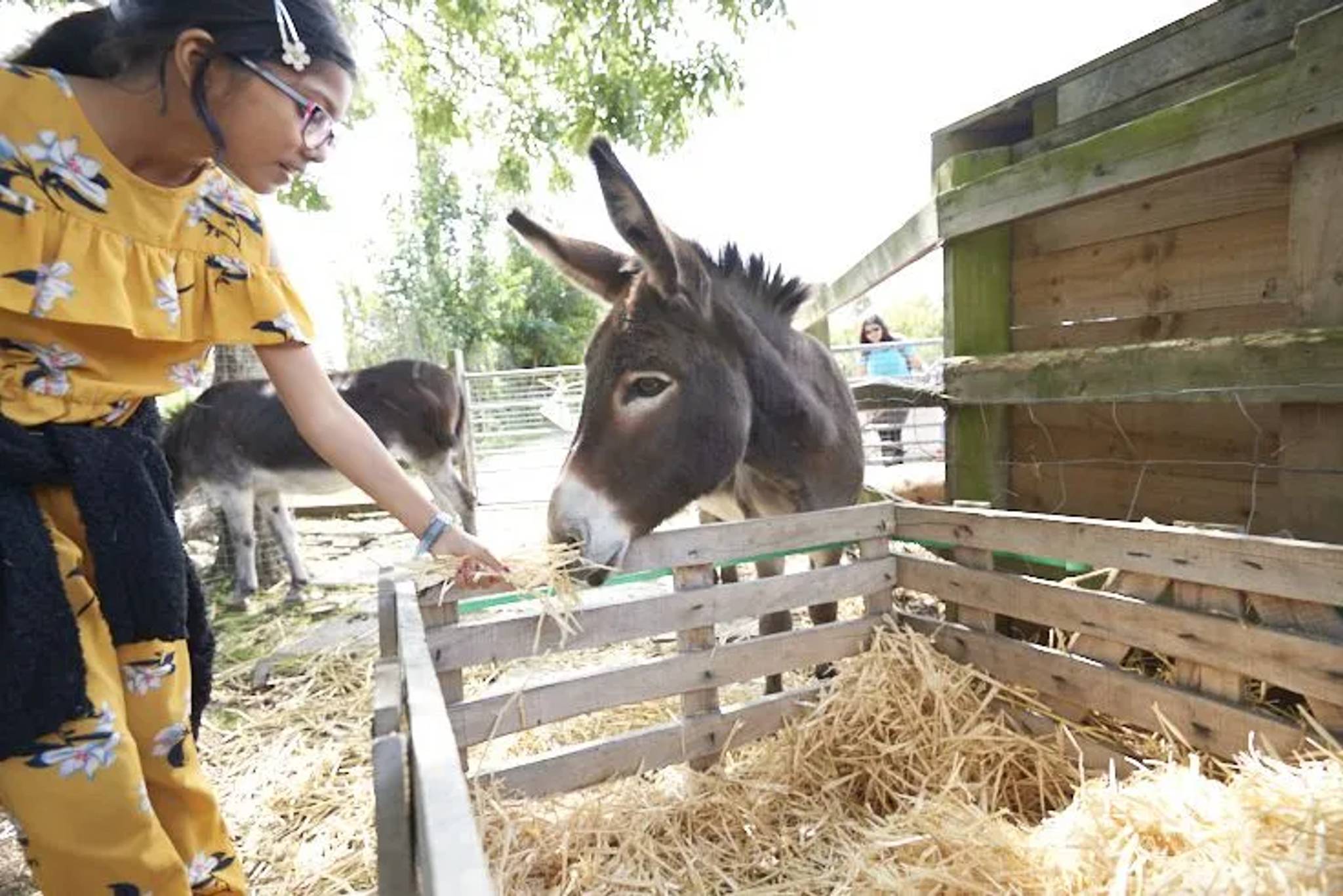 kids feeding animals at the kentish town city farm