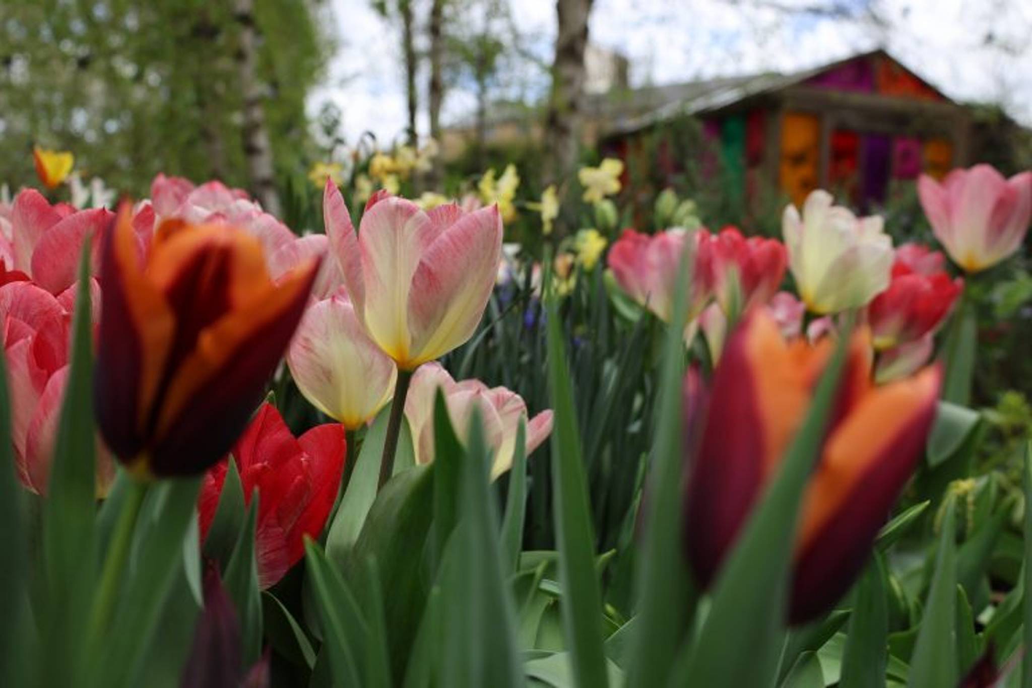 Dalston Eastern Curve Garden