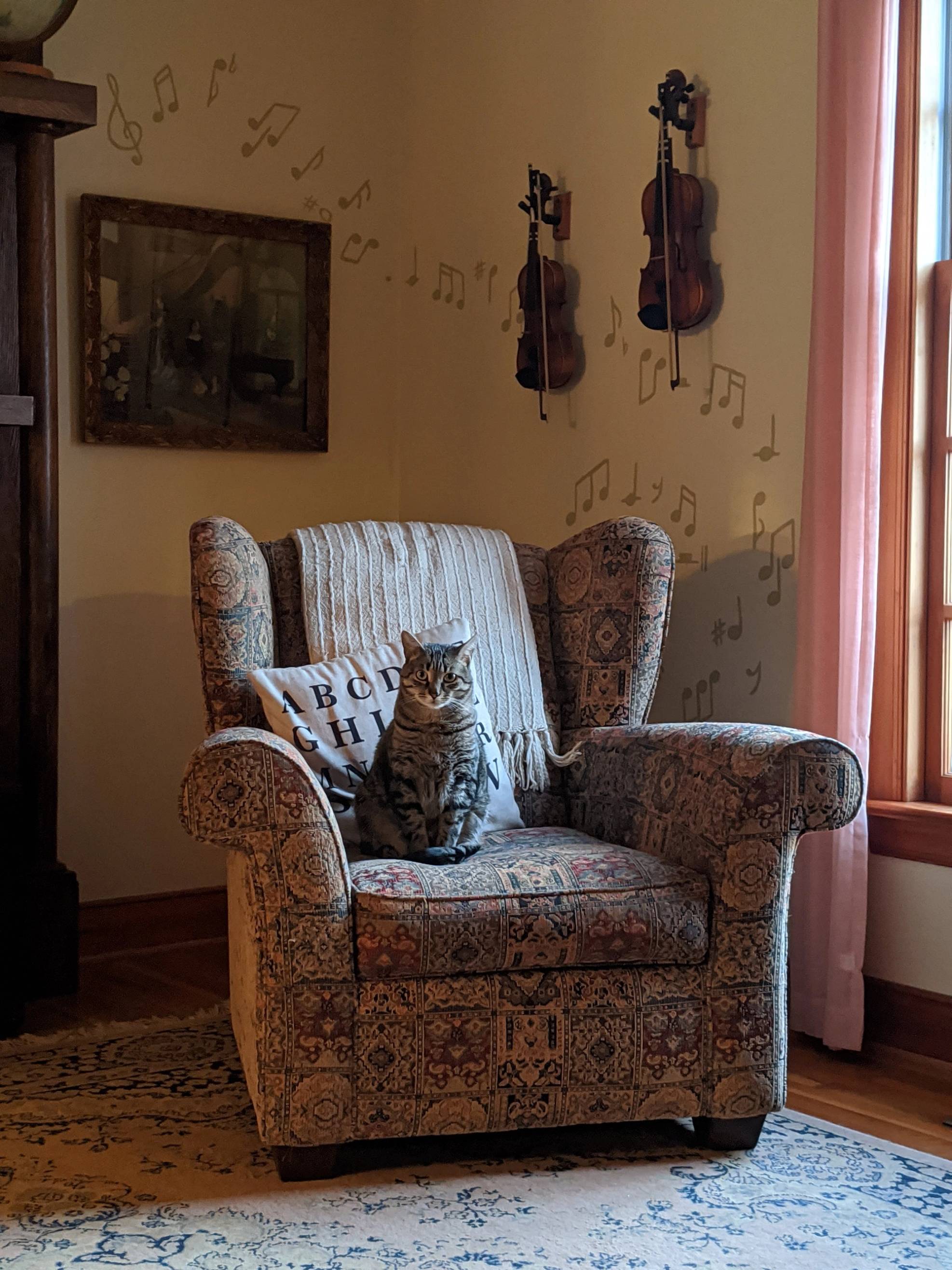 cat sitting in old chair