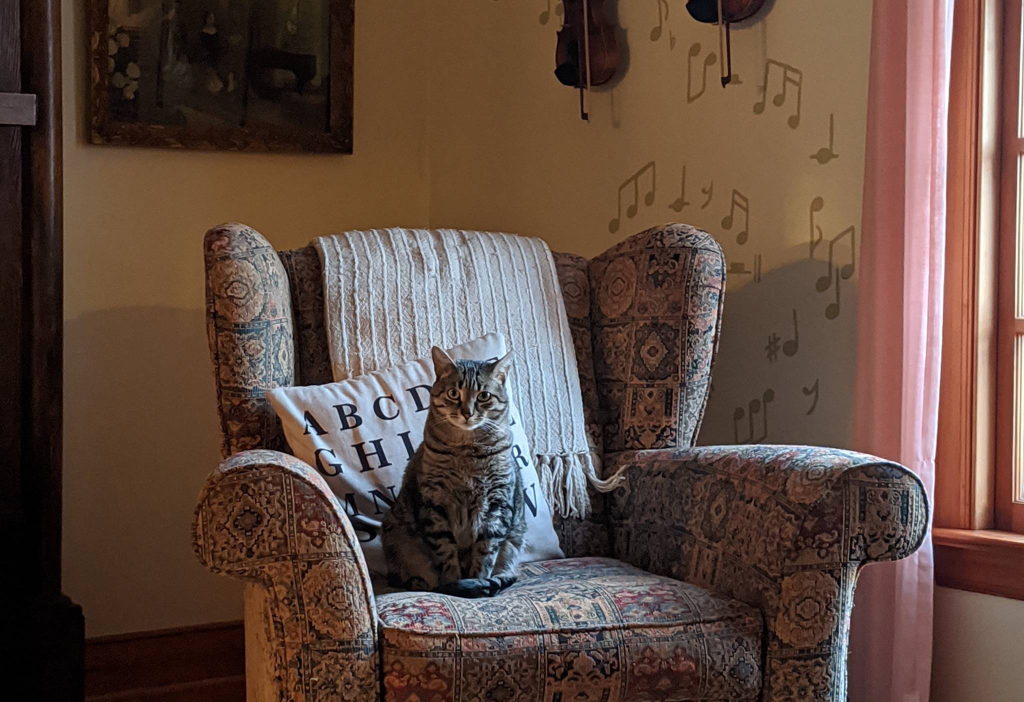 cat in an old chair
