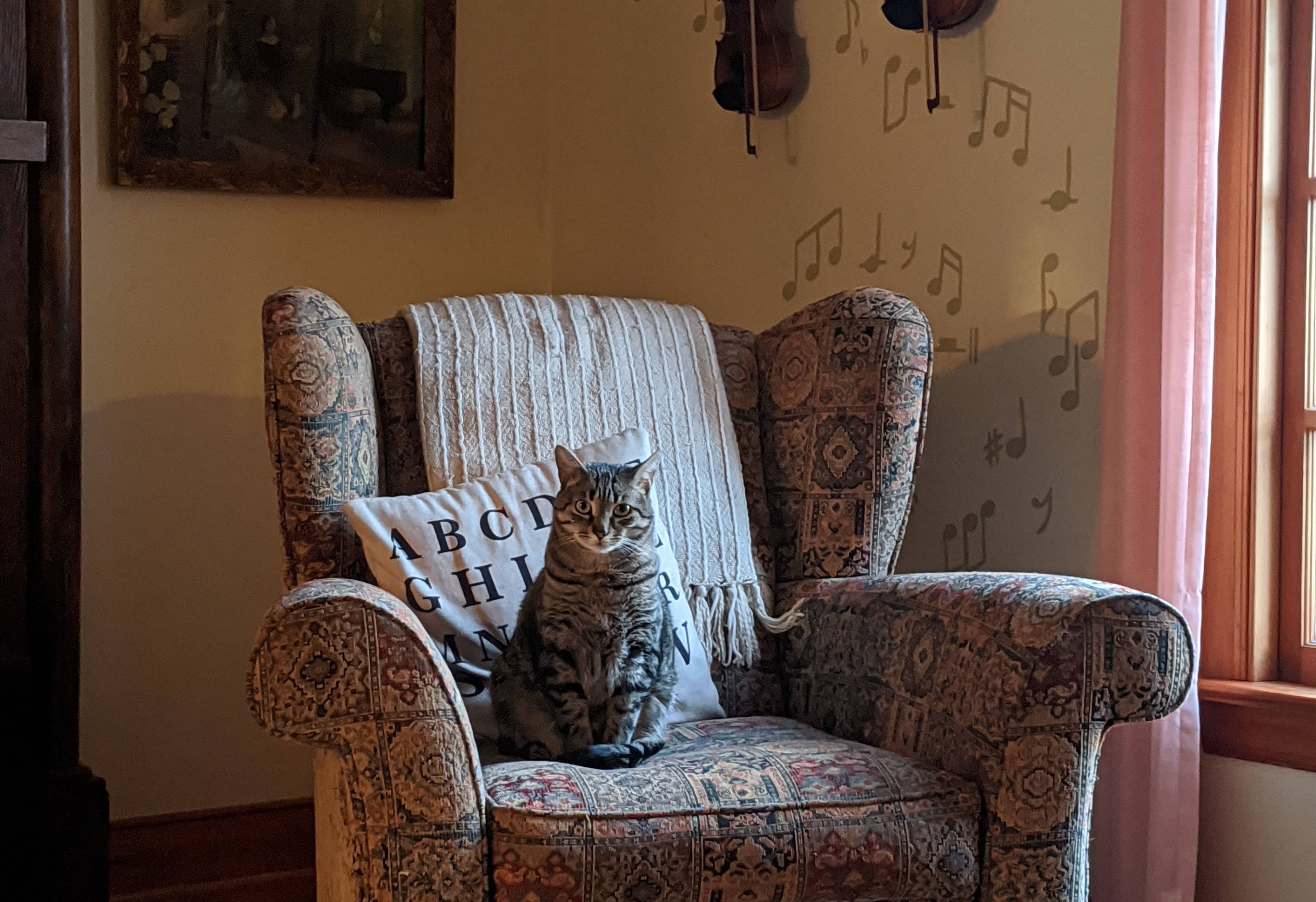 cat sitting in old chair