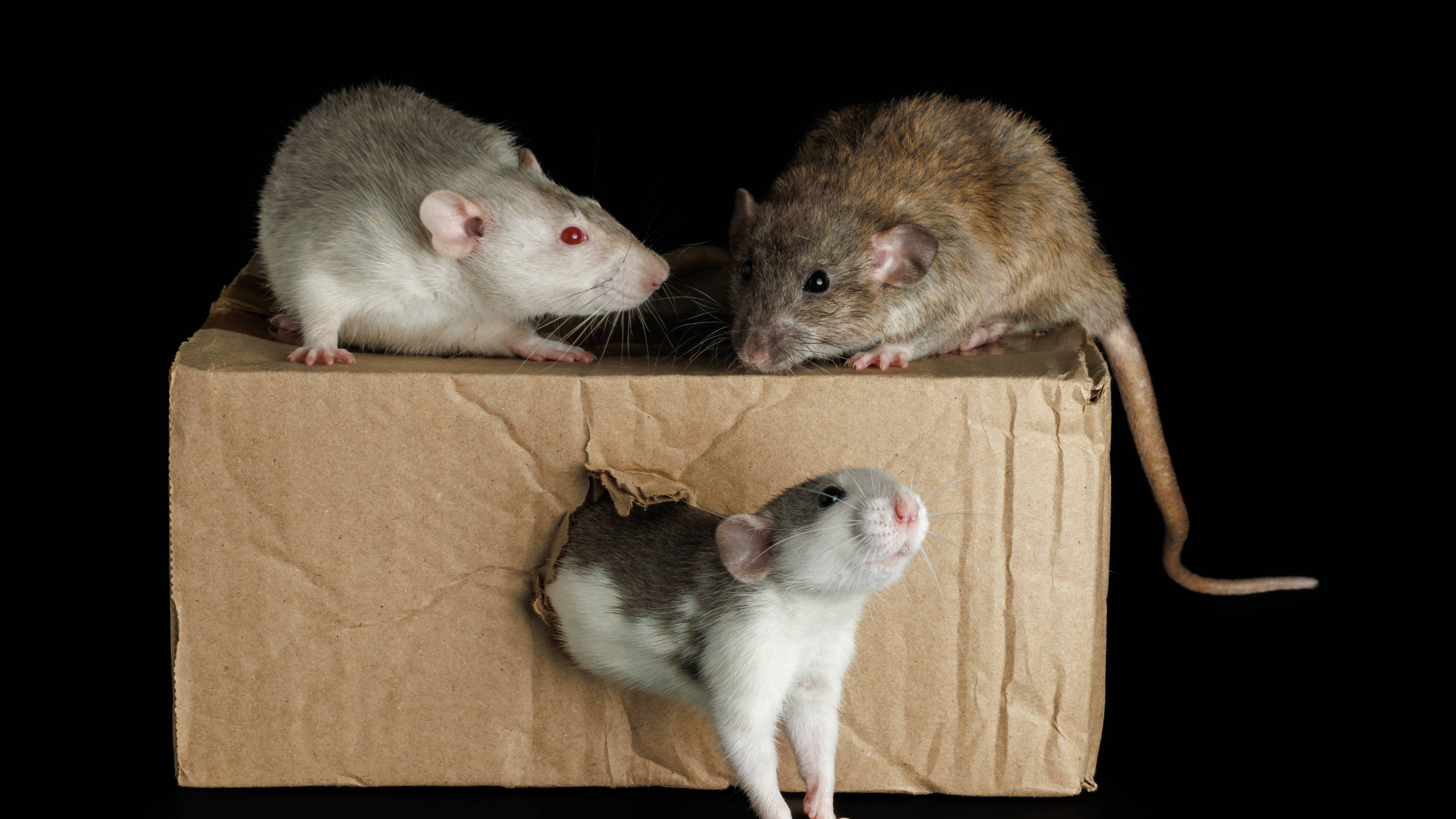 rats and a small cardboard box