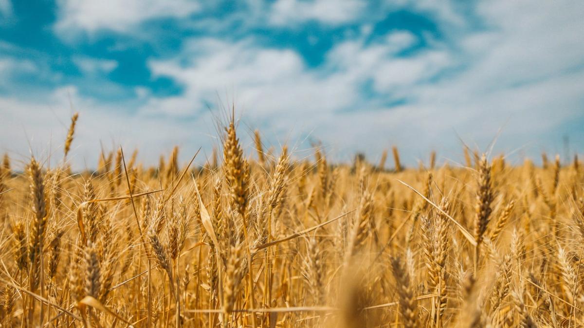 Market volatility - wheat blue and yellow pic