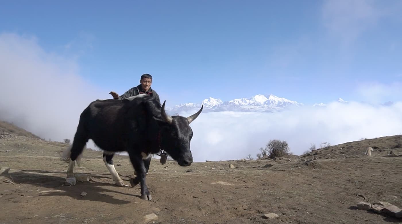 Learn everything about the Tibetan Yak
