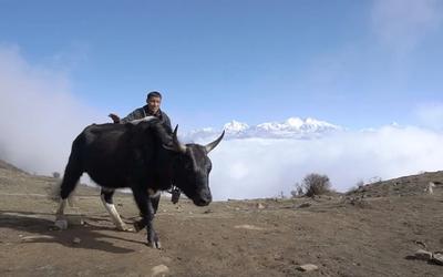 Learn everything about the Tibetan Yak