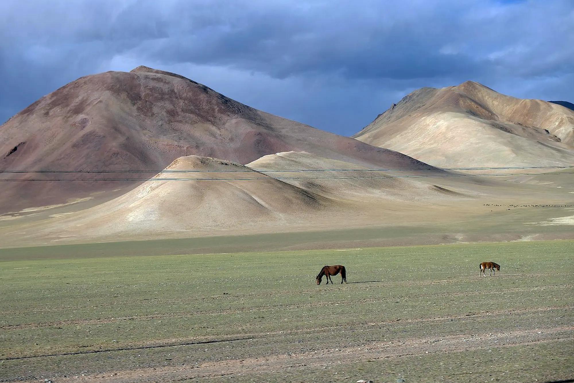 montains raw horse
