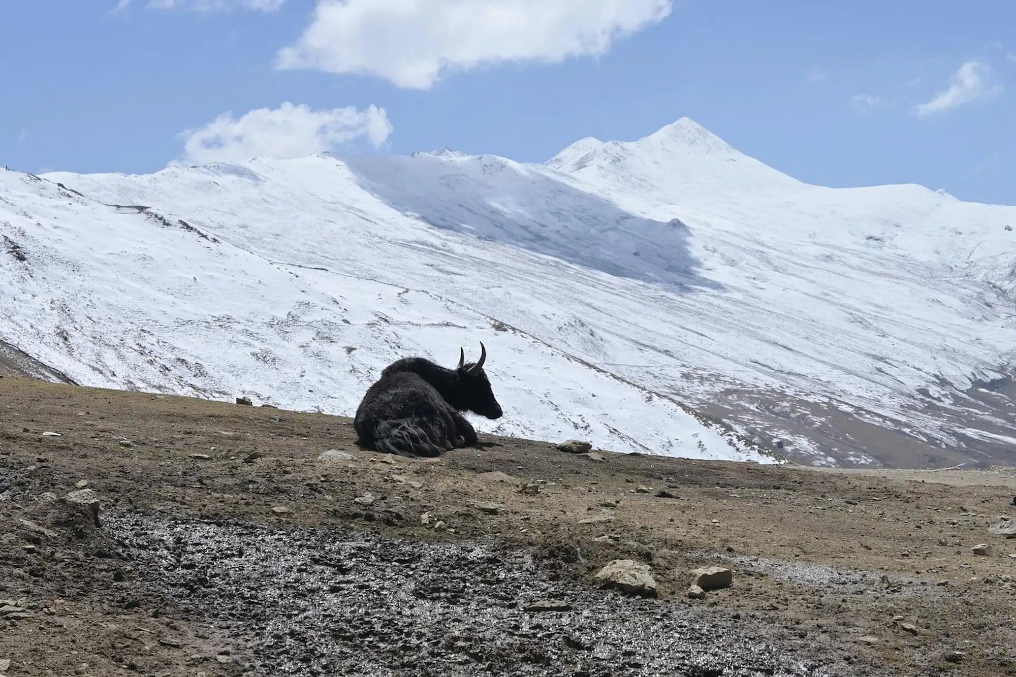 solo yak montains