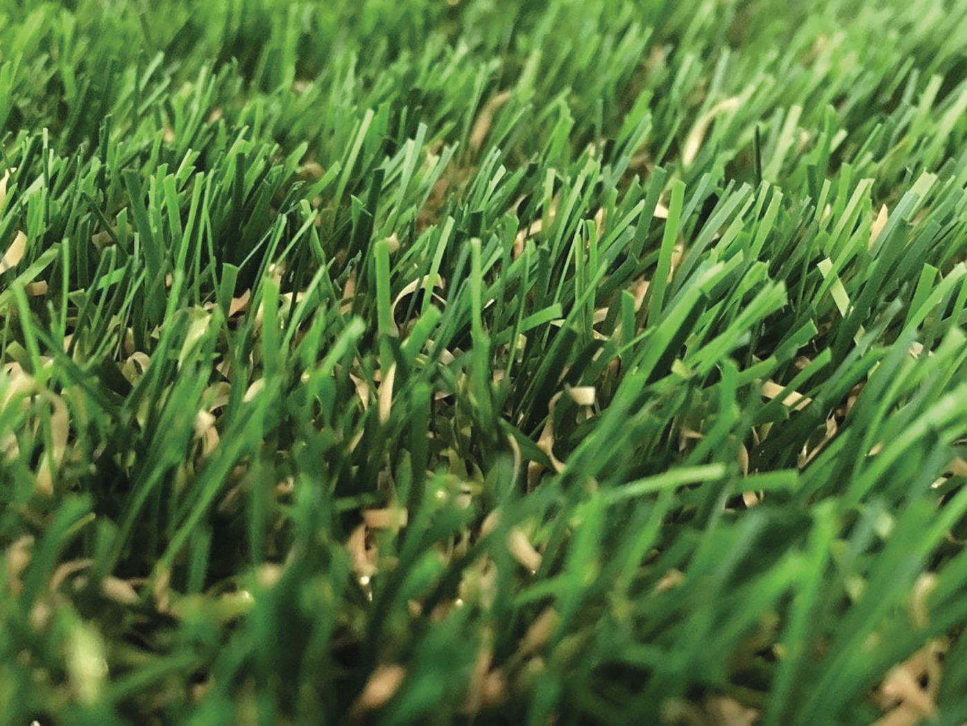 grass