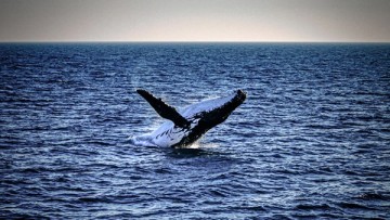 Student One Brisbane - Make the most of Brisbane winter - Whale watching