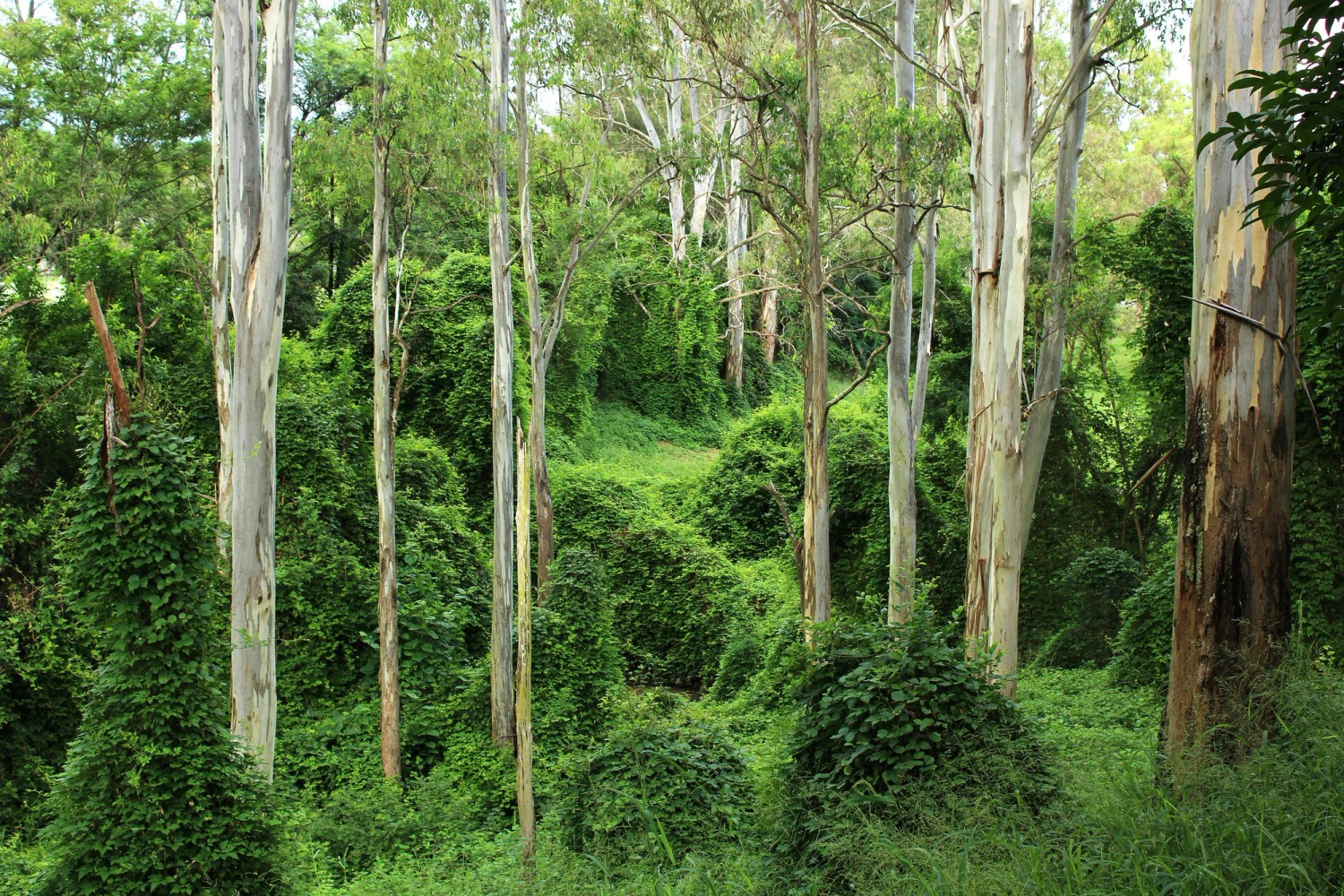 Student One Brisbane Lifestyle - lush forest