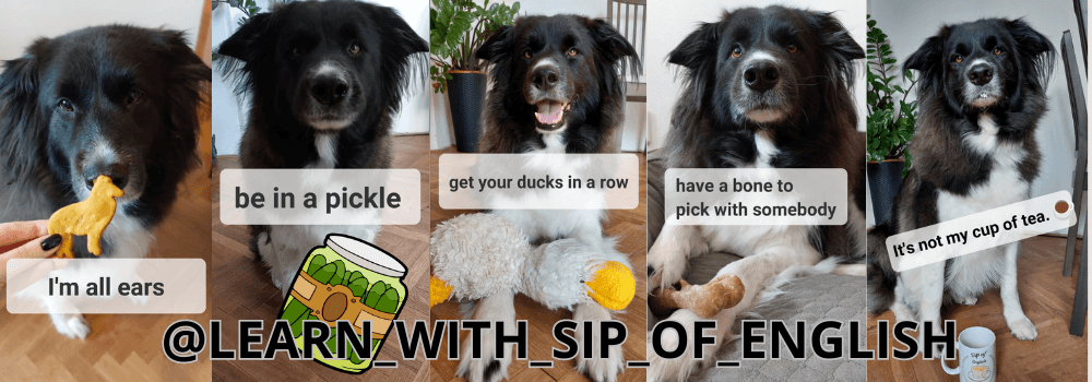 Wyatt the dog illustrating idioms such as “I'm all ears”, “be in a pickle” and “get your ducks in a row” – @learn_with_sip_of_english on Instagram