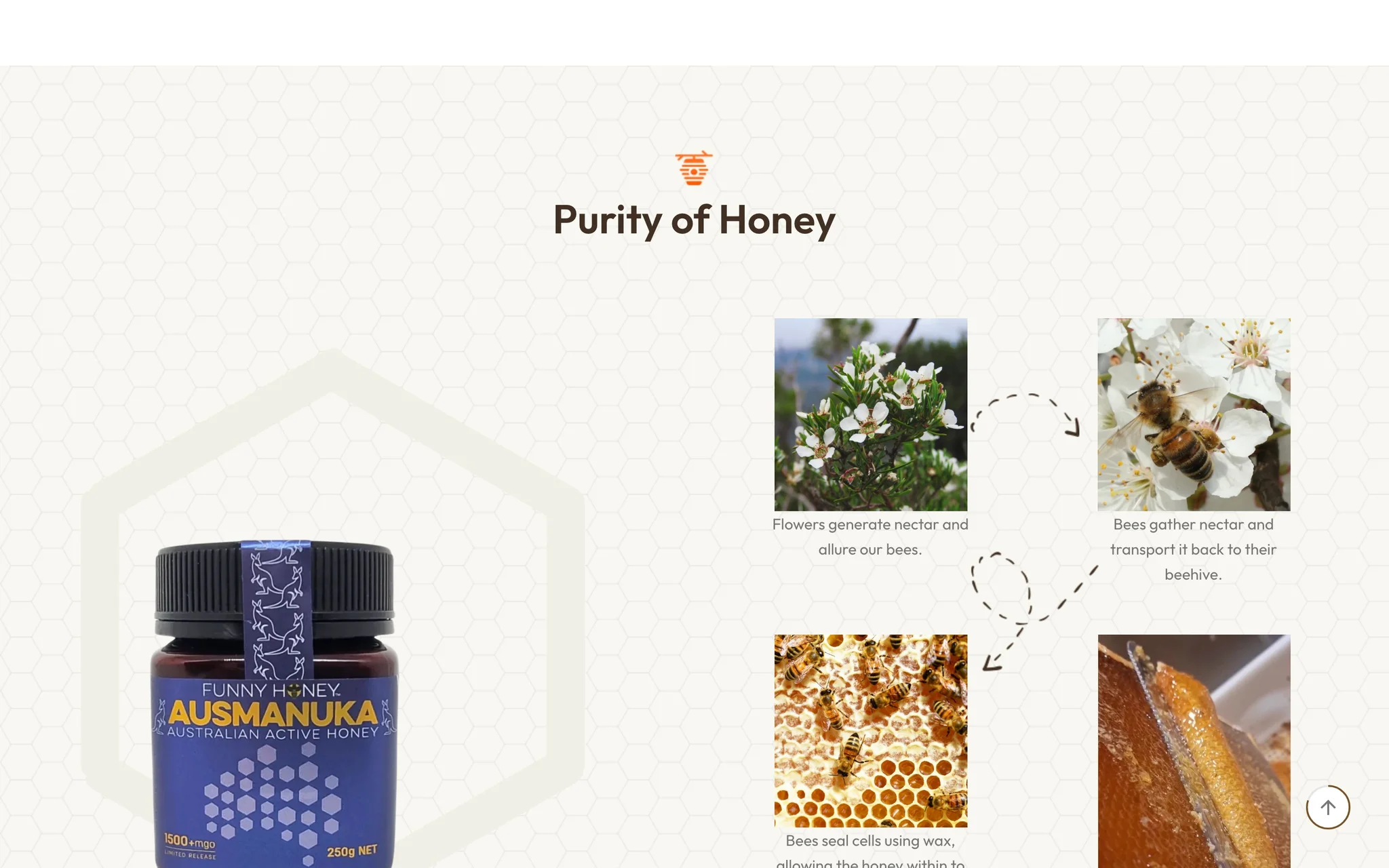 Funny Honey 'Purity of Honey' section showing a 1500+ MGO Ausmanuka jar beside illustrated steps from flower nectar to sealed honeycomb.