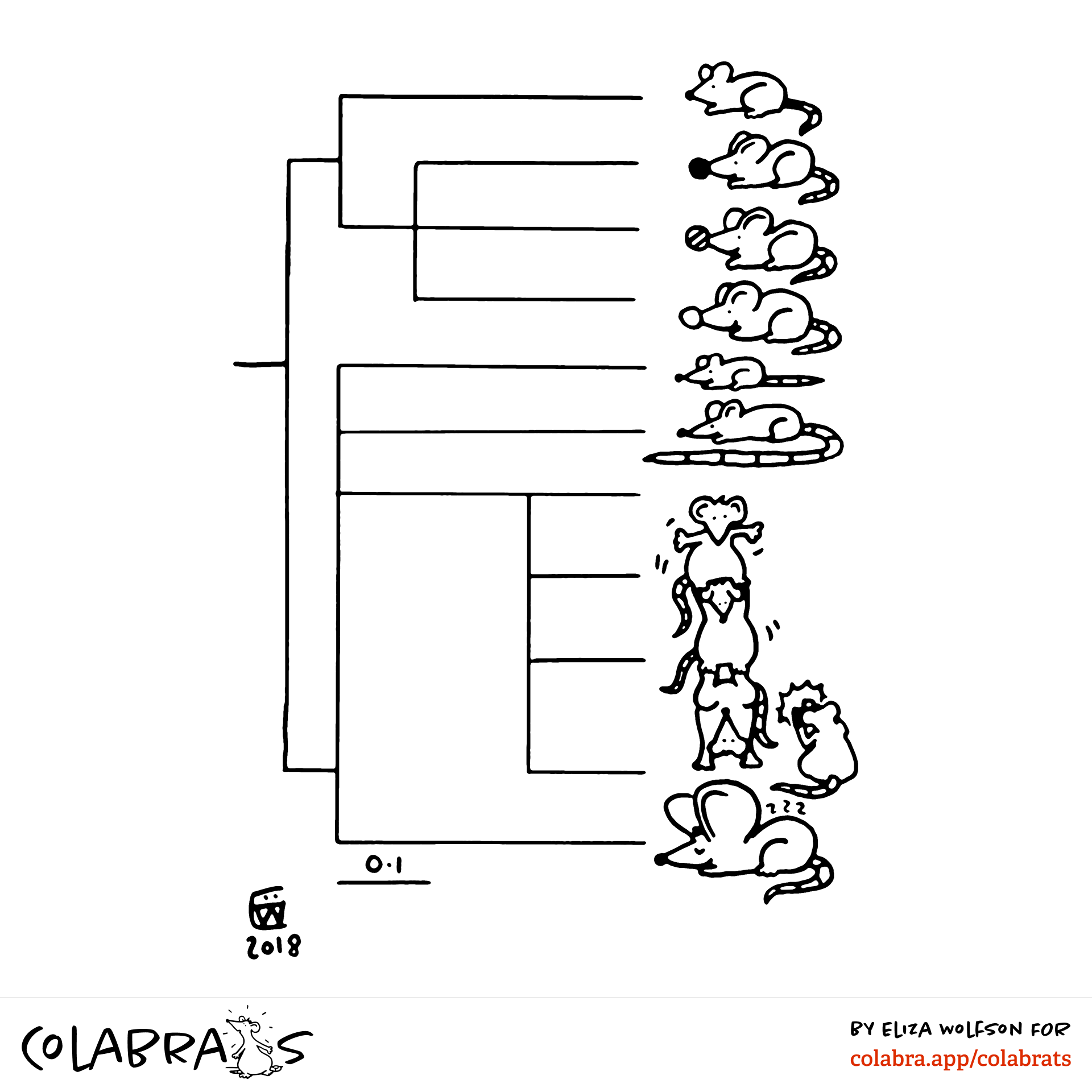 6-phylogeny-colabra