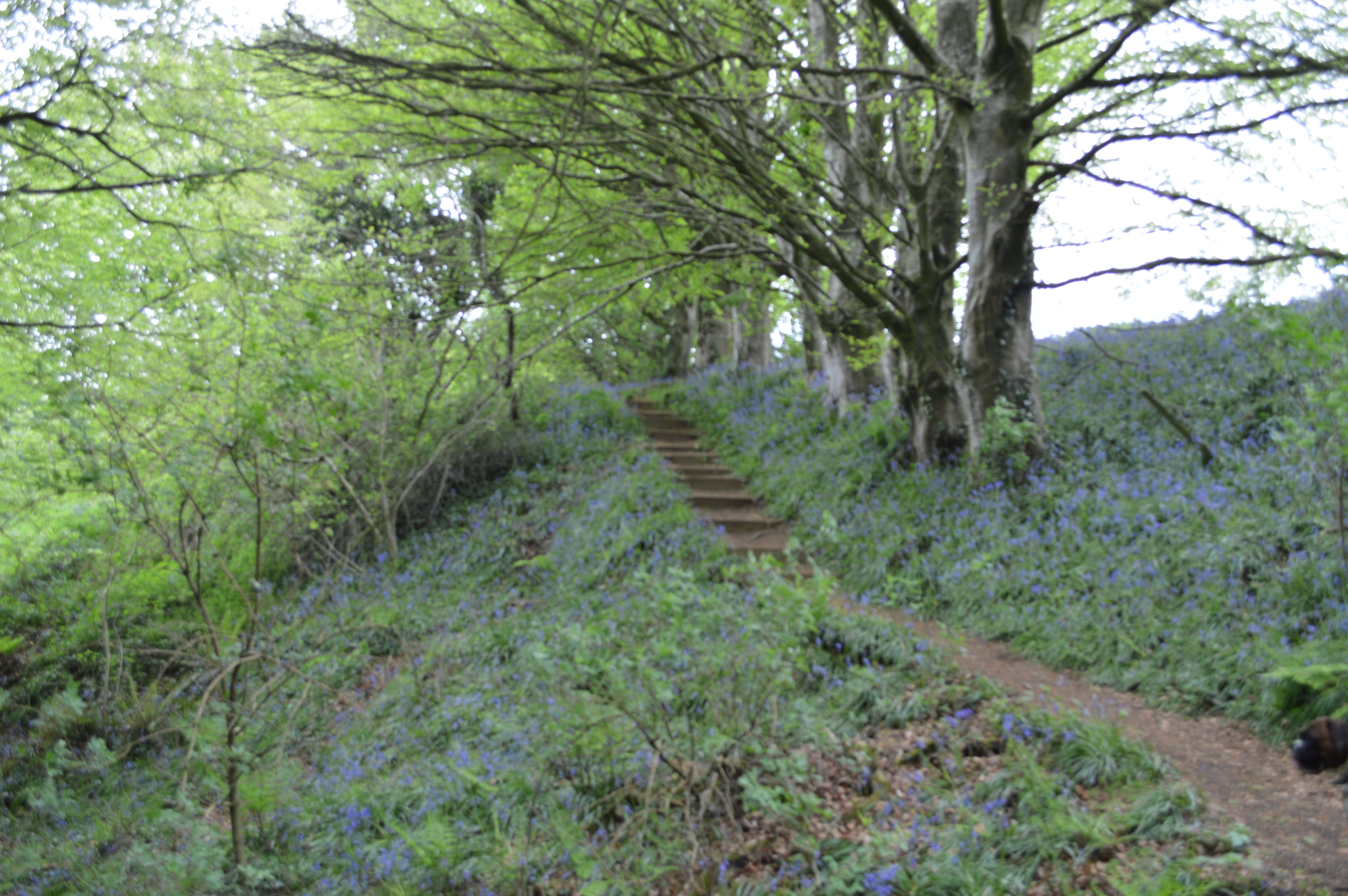 generic image of wagtails
