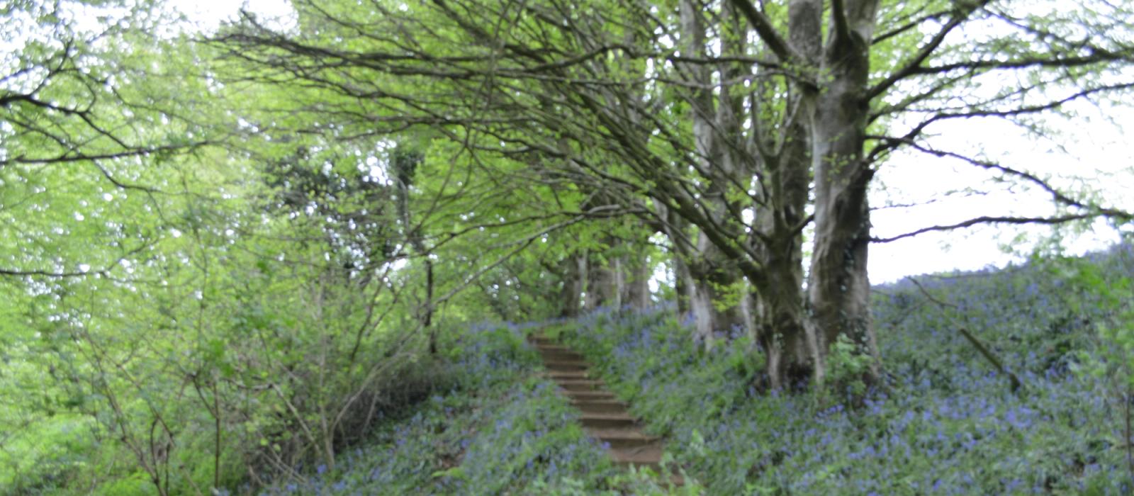generic image of wagtails