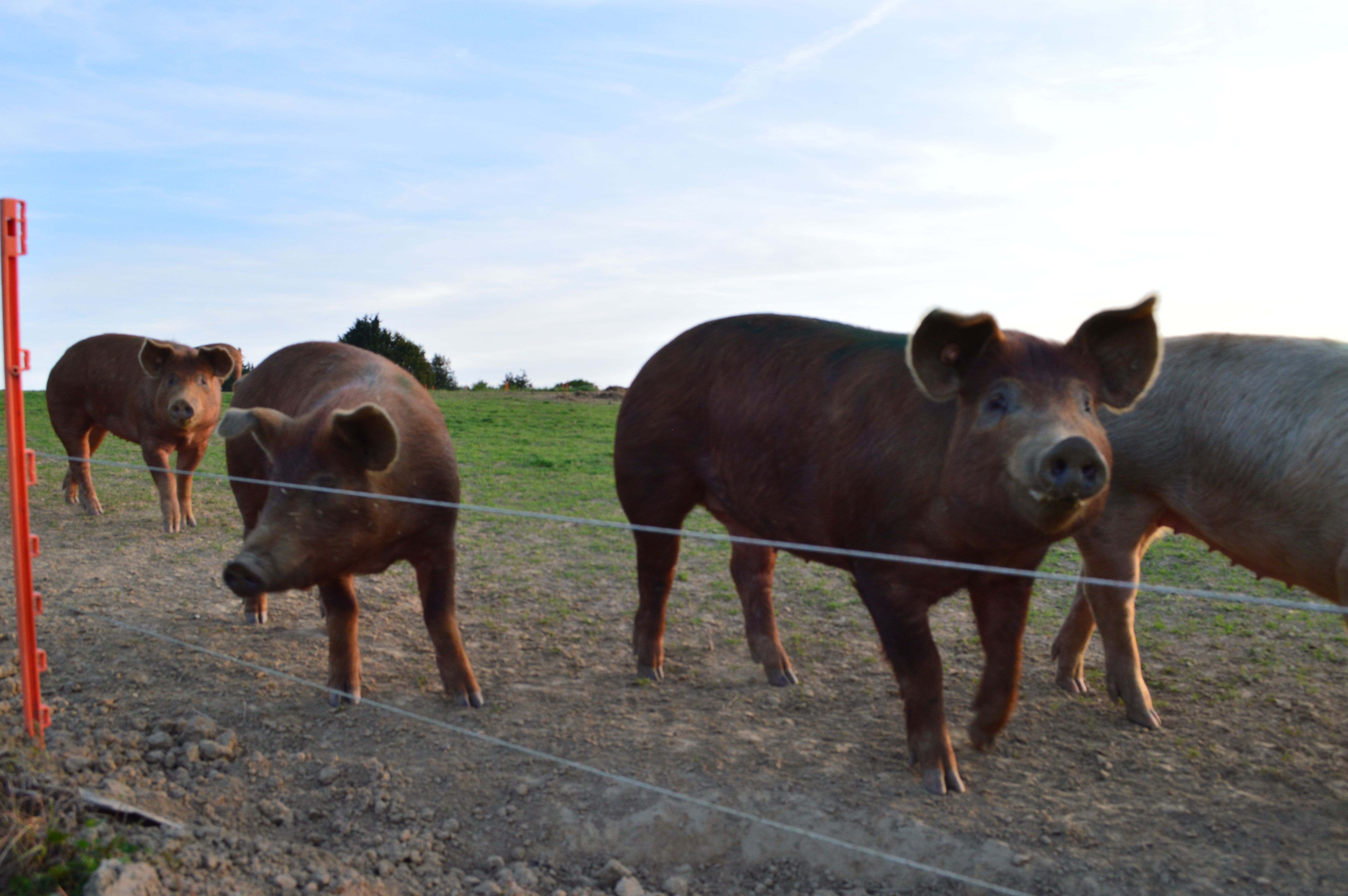 generic image of wagtails