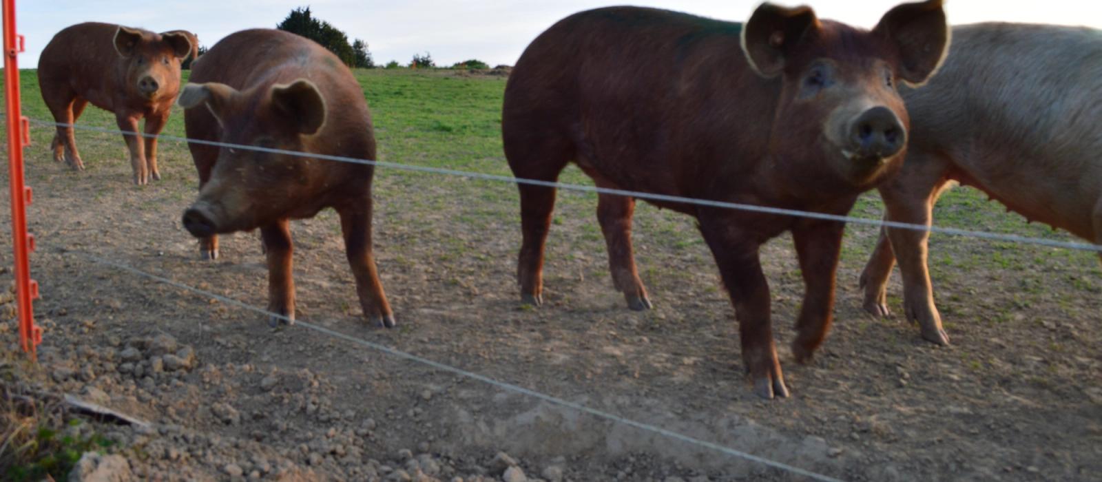 generic image of wagtails