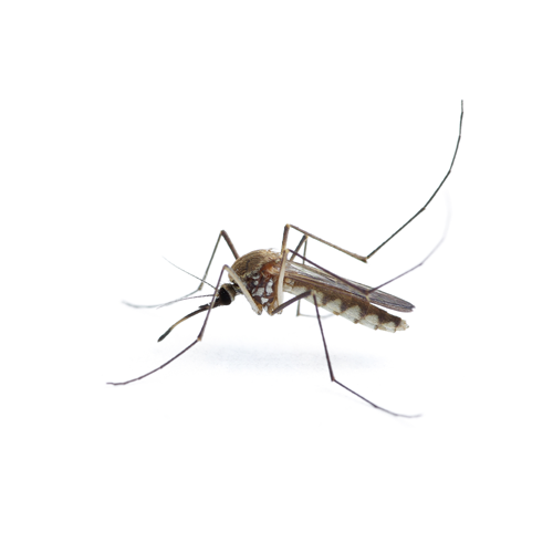 Pilgrim Pest Professionals offers mosquito control & mosquito spraying services.