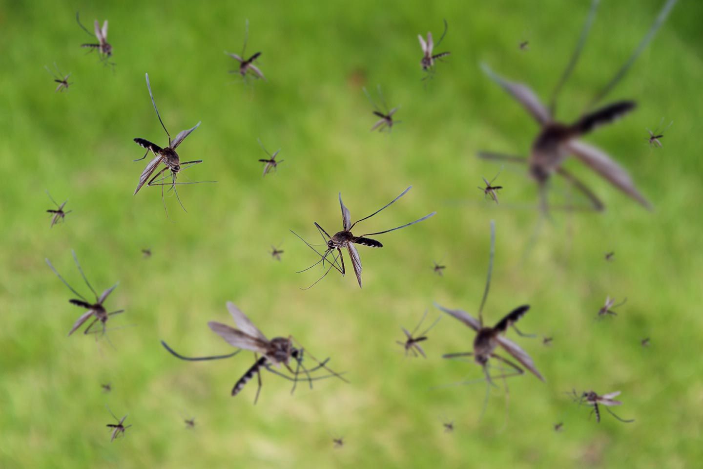 Pilgrim Pest Professionals is a backyard mosquito control company that offers mosquito treatment, mosquito repellent, and mosquito spraying services.