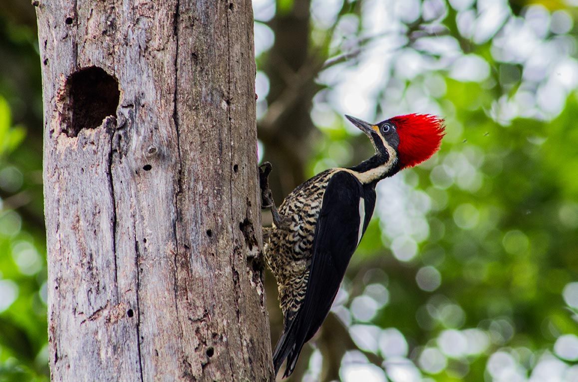 Pilgrim Pest Professionals is a woodpecker control company that helps residents and businesses protect their property from woodpecker damage.