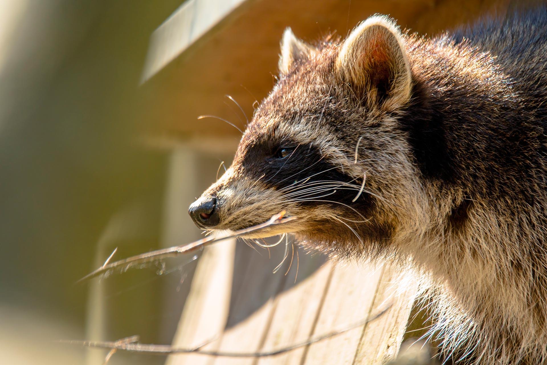 Pilgrim Pest Professionals is an expert raccoon trapper and offers raccoon trapping services.
