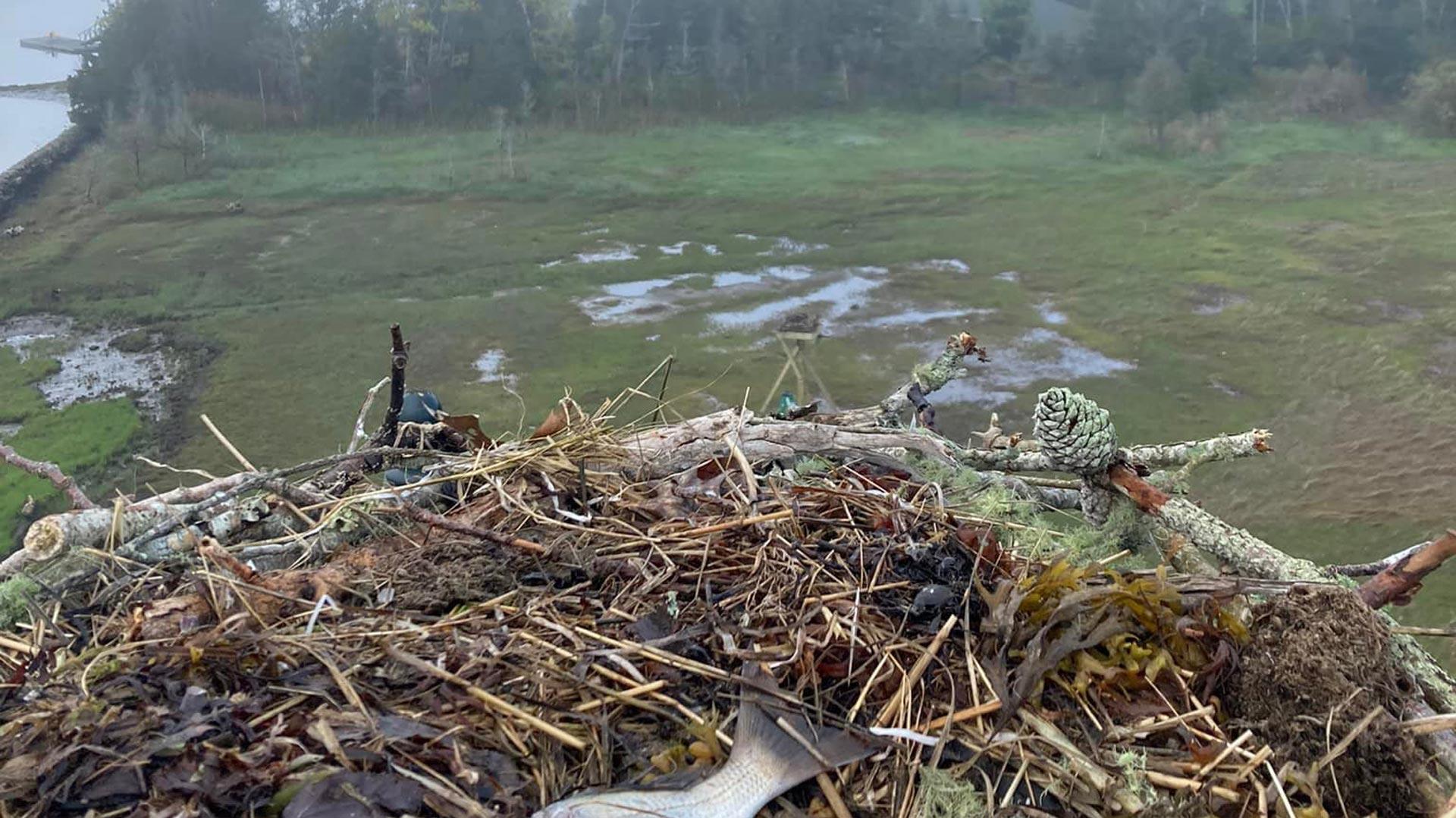 Pilgrim Pest Professionals in an expert osprey bird controller that follows state and federal laws and regulations to handle these birds safely and humanely.