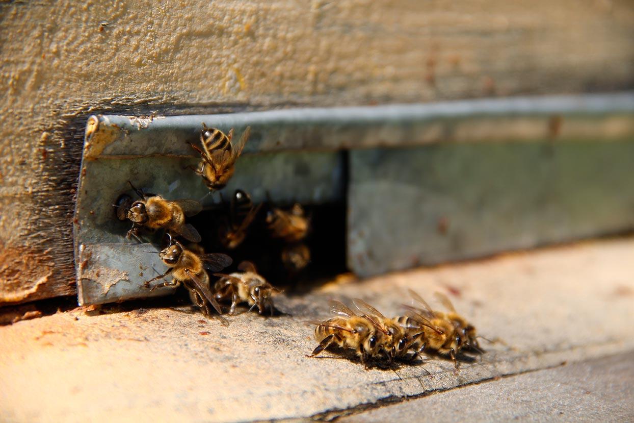 Pilgrim Pest Professionals is a commercial pest control company that also offers wildlife removal services to businesses.