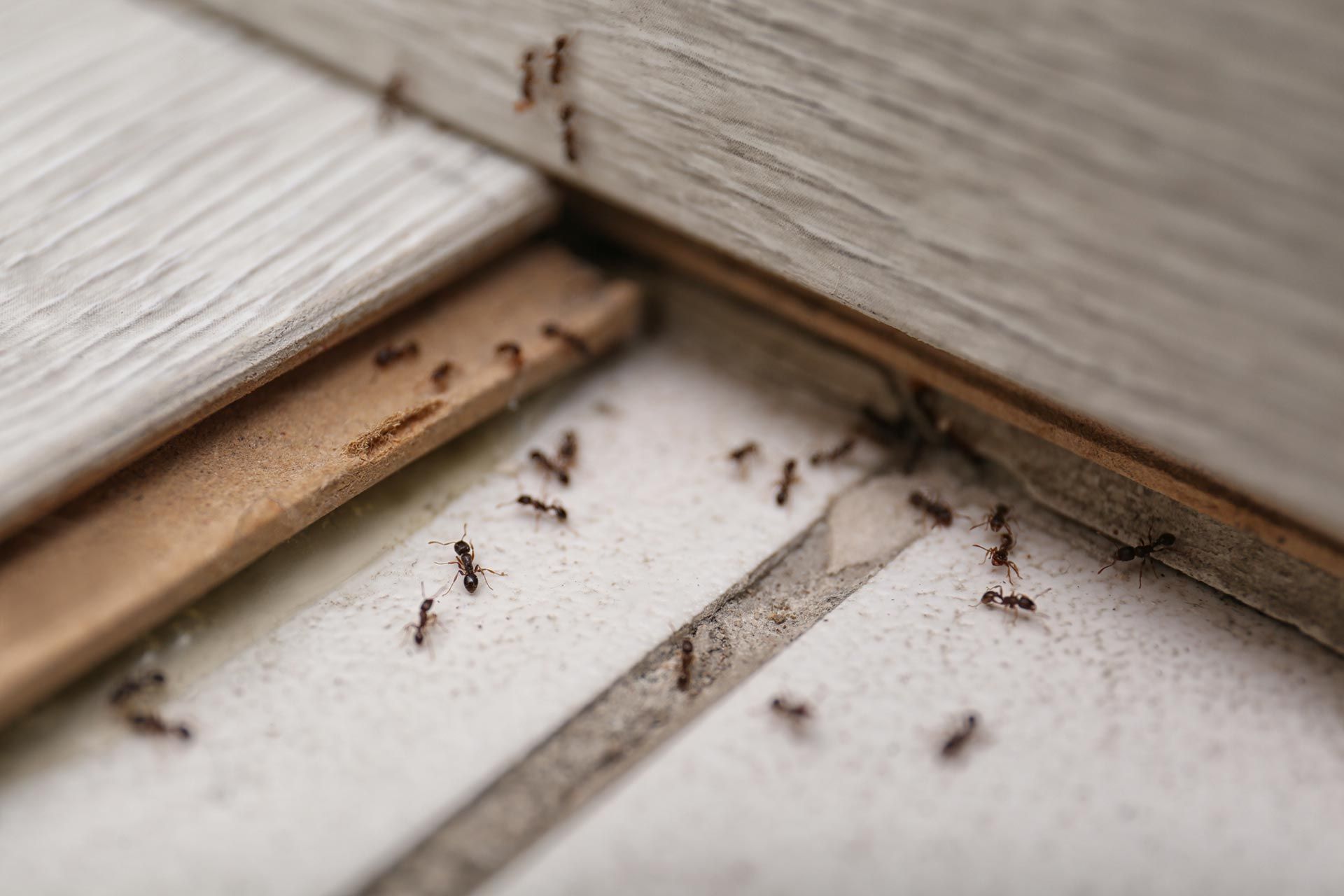 Pilgrim Pest Professionals is an ant exterminator that offers ant control services and ant removal services.