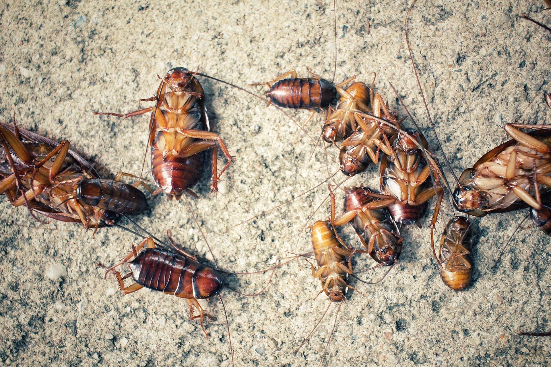 Pilgrim Pest Professionals is a cockroach exterminator that offers cockroach control services.