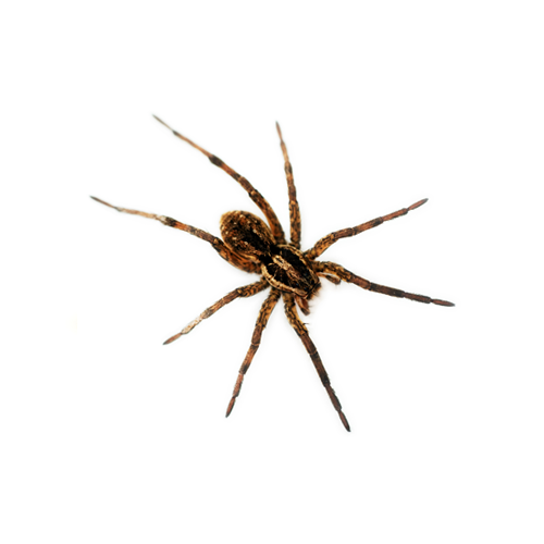 Pilgrim Pest Professionals offers spider control & spider extermination services.