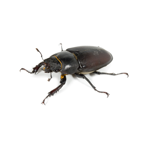 Pilgrim Pest Professionals offers beetle control & beetle extermination services.