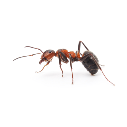 Pilgrim Pest Professionals offers ant control & ant treatment services.