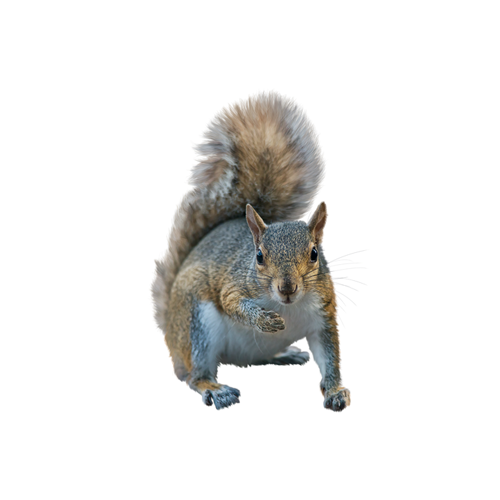 Pilgrim Pest Professionals offers squirrel control & squirrel removal services.