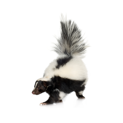Pilgrim Pest Professionals offers skunk control & skunk removal services.