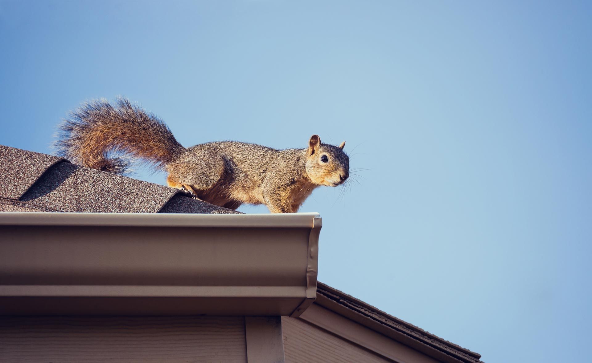 Pilgrim Pest Professionals is a squirrel trapper and offers squirrel removal, squirrel control, and squirrel exclusion services.