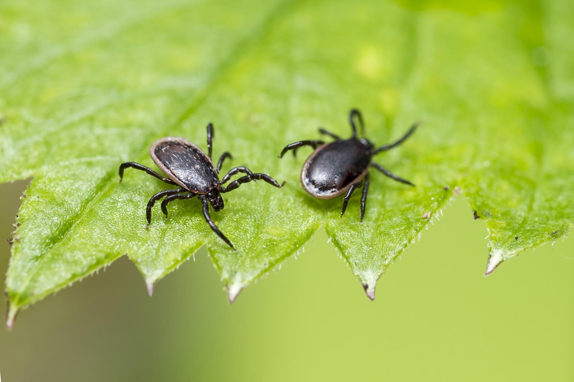 Pilgrim Pest Professionals is a tick exterminator that offers tick control services, tick removal, and tick spraying services.