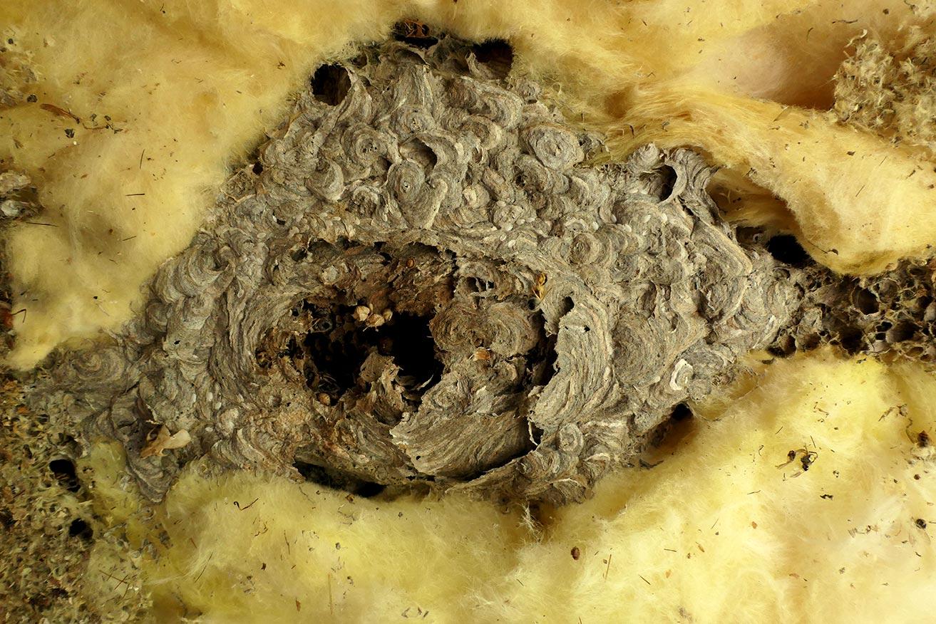 Pilgrim Pest Professionals provides insulation removal services for home and businesses in Massachusetts.