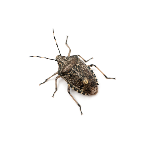 Pilgrim Pest Professionals offers stink bug control & stink bug extermination services.