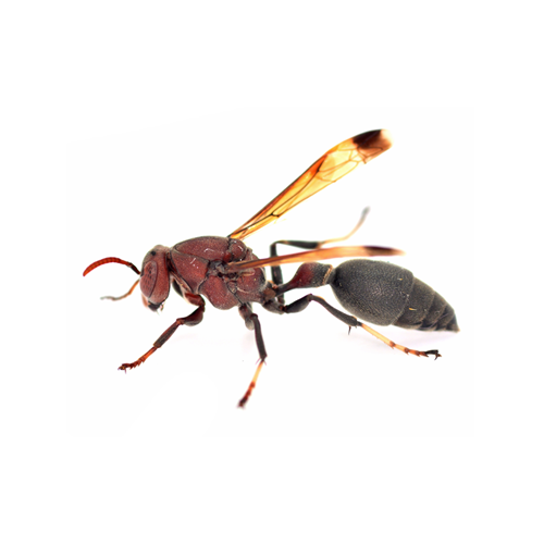 Pilgrim Pest Professionals offers stinging insect control & stinging insect treatment services.